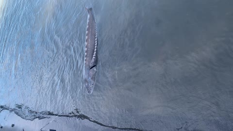 Sturgeon fishing with my dad