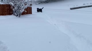 Doggo Dashes through the Snow