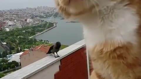 The whole whole cat with a crow!