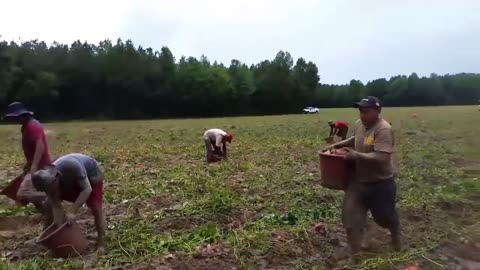 US Farmers Harvest Vegetables And Fruits On Millions Of Acres Of Farmland