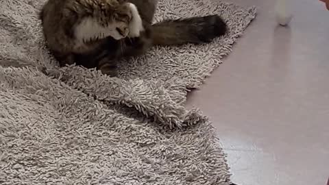 A Lazy Cat Playing on the Floor Carpet