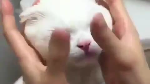 cat getting massage