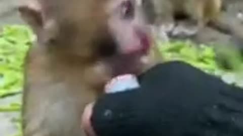 Little monkey baby drink water from stranger.