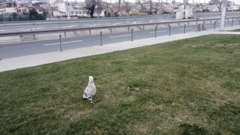 Beautiful gull bird