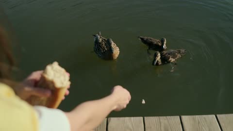 Duck family eating in a peaceful park