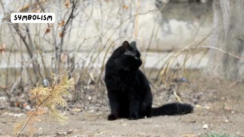 10 Interesting facts about black cats