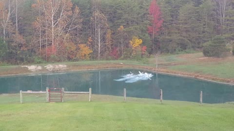 Rescued Geese Fly to Pond For Quick Dip