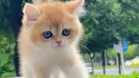 So cute #catlover #catbaby #Cute #cats #viral #fun #funny #fypシ #typ