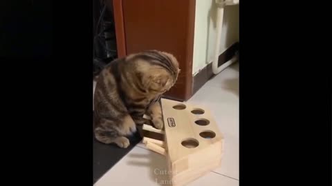 Cute Cat trying to figure her new toy out