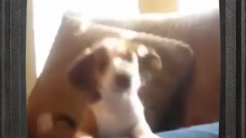 Cute Dog Learning To Bark