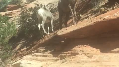 Goats Zion National Park