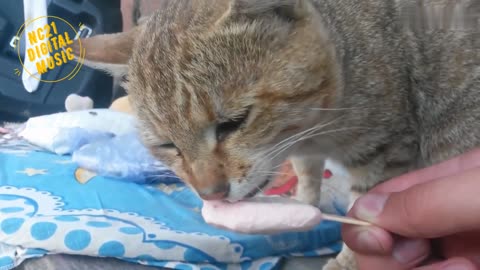 Funny Videos of Dogs, Cats and other Animals - Cat Licking a Popsicle