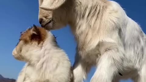 Gote and dog video-cute video-sweet