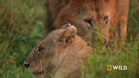 How Savannah Lions Hunt | War of the Lions