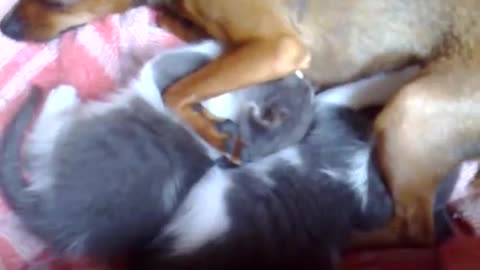 Dog nursing a cat