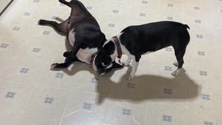 Boston Terriers, kids will be kids