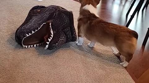 Doggy Dresses Itself up as Dinosaur