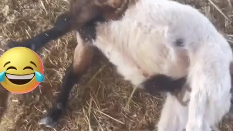 Goat pretending to faint