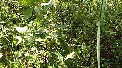 picking blueberries in a pine forest