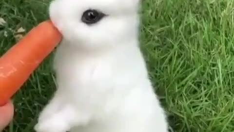 Cute rabbit eating carrot🥕.