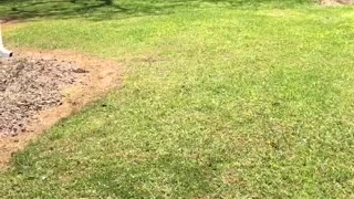 Doggo Is Ecstatic Over First Bark Box