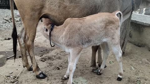 Cow feeding milk lovely calf #cow #calf