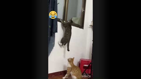 Funny Videos of our beloved pets 😂🤣