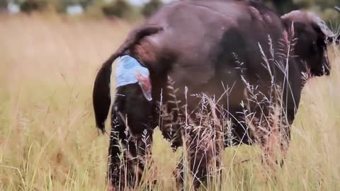 the buffalo gives birth to her baby