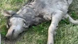 Doggy Dives Into Deep Mud Puddle