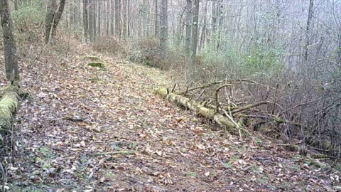 2021 Trail cam videos of the Bucks at the poison ivy stand