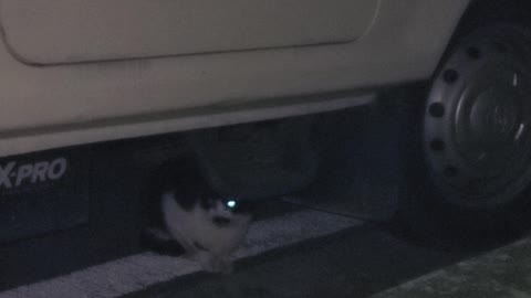 A street cat hiding under a car at night