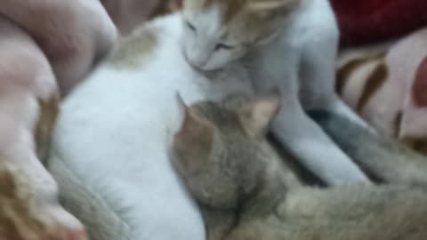 My pet cat feeding her big baby doughter.