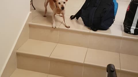 Dog excited about owner returning from business trip