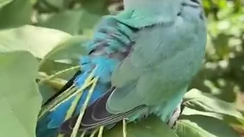 How A Beautiful Parrot Collect Plants leaves in His Body