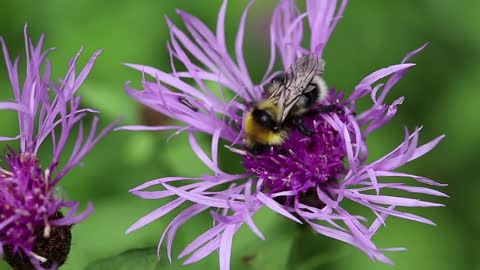 Bumble bee on a purple flower