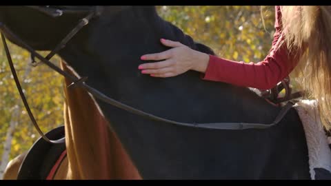 Close-up of female Caucasian hand caressing black horse face in the sunny autumn forest