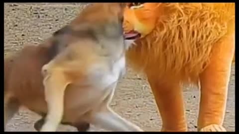 Dog funny tiger fight