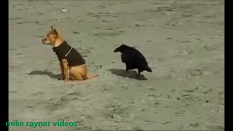 Animal Funny Videos ( Part 1)