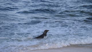 Quick Seal Catches Salmon for Dinner