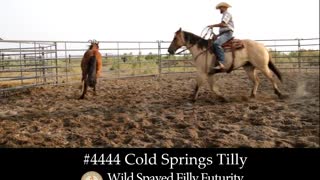 4444 Cold Springs Tilly - 2019 Wild Spayed Filly Futurity