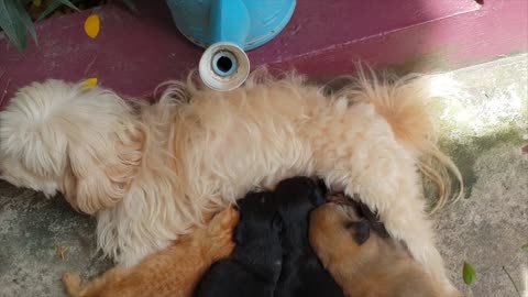 Momma Dog Nurses Kittens