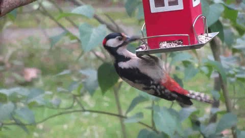 A bird eats food in a funny and entertaining way