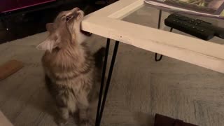 Cat With The Munchies Tries To Eat Coffee Table