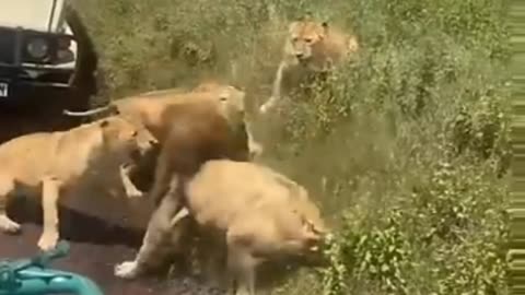 Family issues between Lions at Ngorongoro Crater