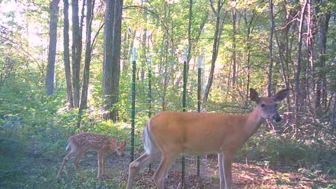 Doe & Fawn