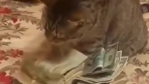 This cat loves money