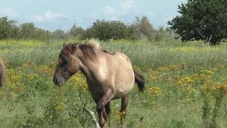 Three wild horses engage in epic wrestling match