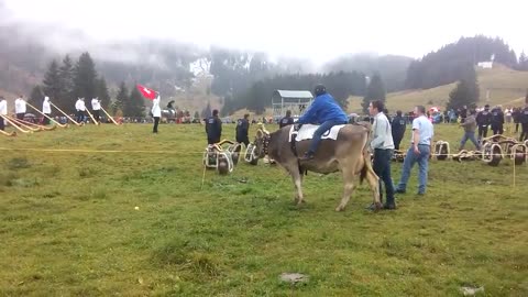 Swiss Cow Racing