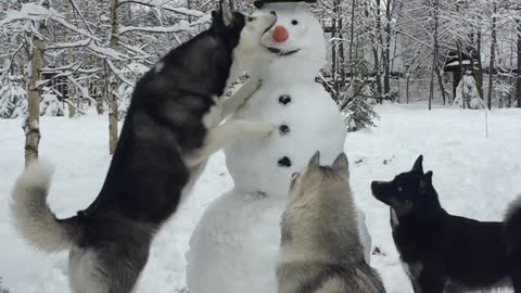 Husky Steals Snowman's Carrot