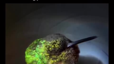 hummingbird snore